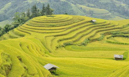 Circuit Vietnam 10 à 12 jours : guide pratique pour un séjour réussi
